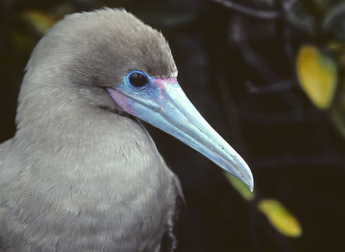 Red footed boobie